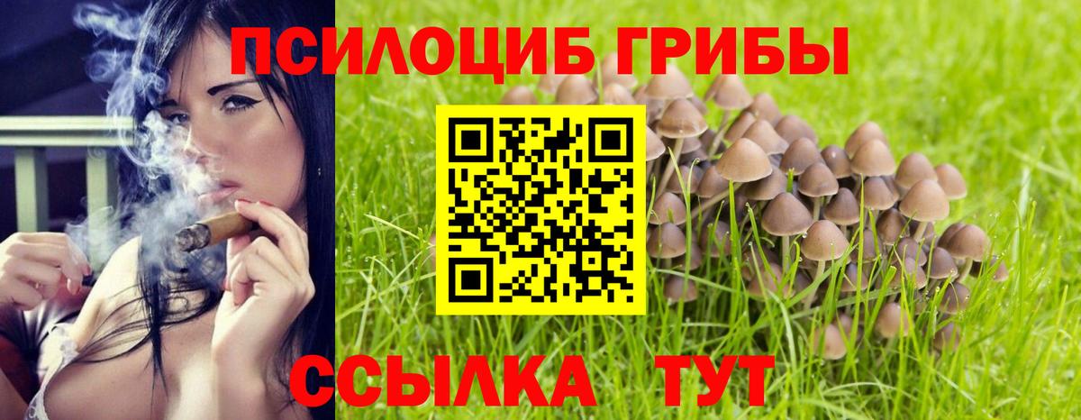 Алатырь  Псилоцибиновые грибы Psilocybine cubensis  Вход с VPN 